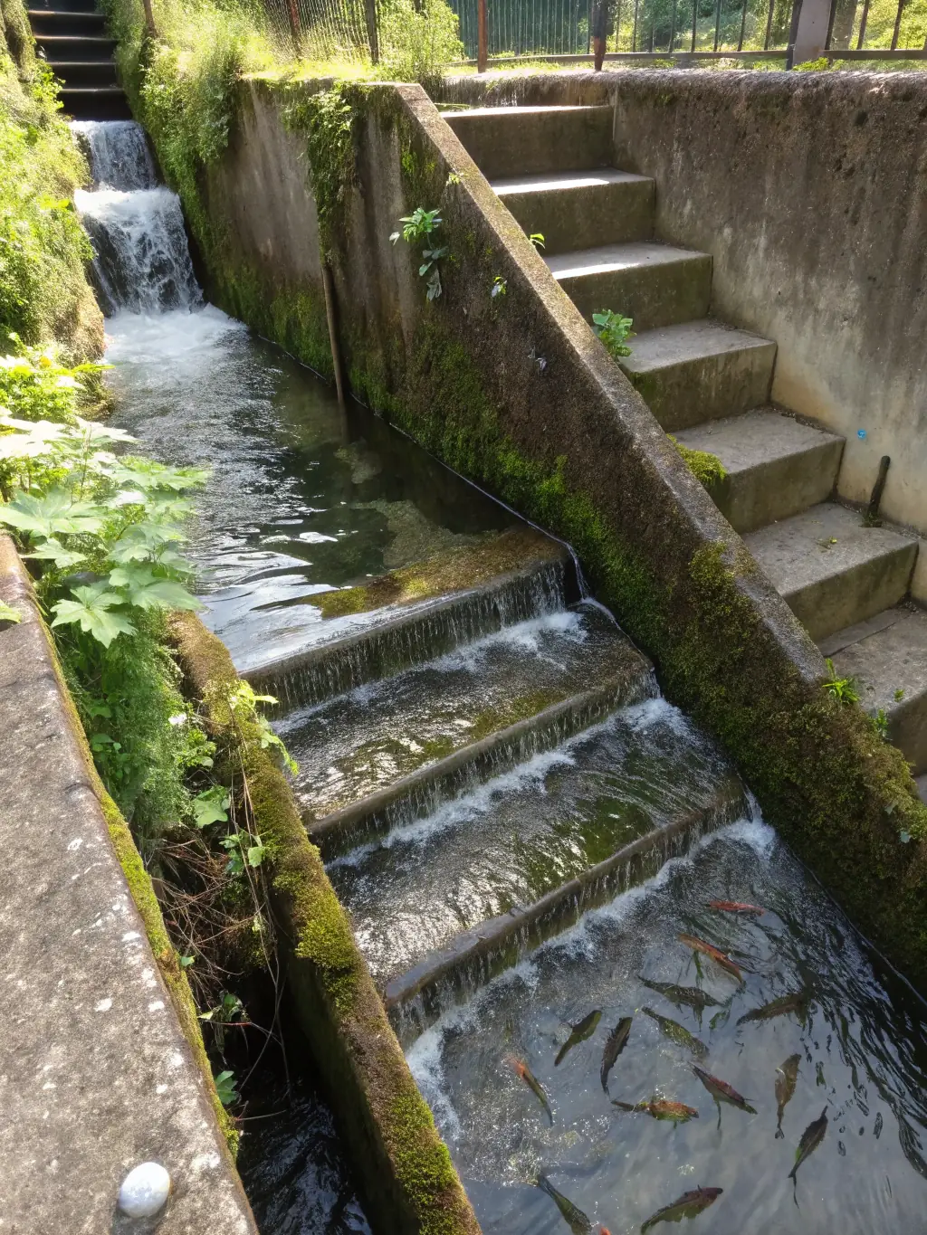 A picture of a newly constructed fish ladder on a small dam, showcasing efforts to improve fish passage by AMICALE DE CHASSE DE LA MALIGNIE.